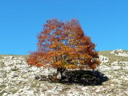 Solitary tree